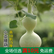 特大巨型葫芦种籽手捻种子超大大文玩秧特小苗孑草里金小葫芦籽种 小亚腰葫芦种子 10粒