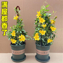 带花苞大苗带盆带土法国香水茉莉花苗冬季绿植盆栽香水茉莉爬藤植物耐寒花卉法国香水茉莉法国香水 50厘米大竹笼