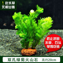【京选推荐】懒人水草易养水榕水草种子沉木绿菊前中后景水草活体鱼缸装饰 双孔绿菊火山石