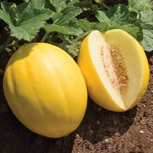 寿禾 各种甜瓜种子大全羊角蜜冰糖子美洋博洋幼苗香瓜羊角脆哈密瓜家庭种植阳台盆栽庭院水果种籽种孑秧苗 伊丽莎白甜瓜种子 10粒
