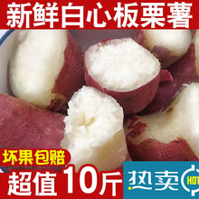 白心红薯白心板栗薯5斤/10斤河南新鲜白心红薯白瓤地瓜干粉香糯白薯商薯 蔬菜 大果 4500g