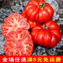 马蹄番茄种孑种子苗大西红柿种籽潮汕老品种四季春季蔬菜阳台盆栽 大黑番茄苗 6棵