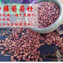 葡萄籽500g/100g新疆干货原粒葡萄子散装另可打葡萄籽粉 250克