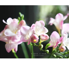 重瓣雪兰种球小苍兰种子有味多年生球根花卉盆栽地栽 粉色3球装 春天开花 其他