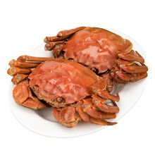 【全母特大蟹满黄】5.0-2.0两苏州大闸蟹鲜活螃蟹活体超大蟹礼盒2 (全母3.5-3.0两)8只