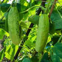 黎昕  水果黄瓜种子旱黄瓜种籽绿芯黄瓜东北麻皮黄瓜春季四季蔬菜籽大棚 旱黄瓜10克原装