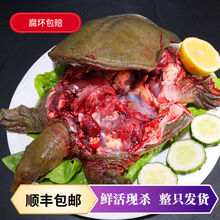 现杀外塘甲鱼放养老鳖  王八真空包装 【顺丰】1.5斤现杀真空包装 外塘散养甲鱼(青黄背)整只