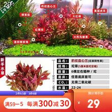 鱼缸水草植物淡水活体懒人造景坨草装饰中后景套餐水下叶增氧 豹纹血心兰5厘米圆坨定植 - (同款拍3发4)