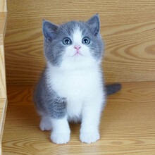 英短蓝白猫 商品搜索 京东