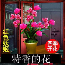 新店开张 超香兰花 四季开花 红色妖姬  浓香型室内室外 红色妖姬 1苗新手试养