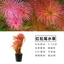 于家林子水草活体懒人草鱼缸造景套餐鱼缸水草有茎类水榕中后景真水草小鱼缸水族箱装饰 红松尾