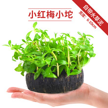疯狂水草鱼缸水草坨草植物活体增氧淡水新手懒人水榕造景入门级水培水草 小红梅小坨