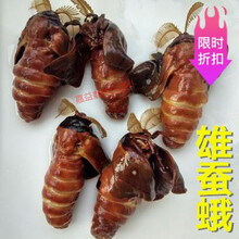 雄蚕蛾酒公蛾泡酒料养生柞蚕原蚕蛾公男性品未交尾雄蝉蛾