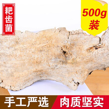 滋真堂 耙齿菌 长白山白耙齿菌 耙齿菌500g
