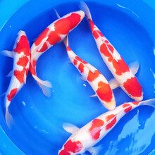 锦鲤纯种活体鱼日本红白锦鲤昭和乌金白写大正锦鲤冷水鱼风水鱼小锦鲤鱼苗淡水观赏鱼 红白锦鲤 8-10CM2条