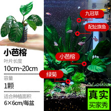 疯狂水草FKSC水草活体鱼缸懒人造景趴地矮珍珠中后景真水草水榕活体水草水族箱装饰莫斯增氧阴性蜈蚣草 新手必买-小芭蓉1颗 -体验装