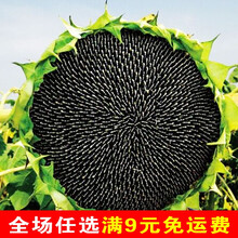 大头食用向日葵种子种籽矮葵花油葵盆栽活苗孑花苗带根子大盘特大 美国矮大头【食用小粒】20g散装