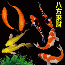 锦鲤活鱼纯种观赏鱼小型好养冷水淡水鱼大正三色鱼苗锦鲤活体华狄 八方来财12-15火鲤2+黄金2+红白2+三色2