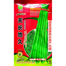 天长地久豇豆种子顺直油绿荚长高产抗病农家春秋播种精选豇豆种 天长地久原装200克