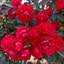 木香花树苗 木香花苗七里香盆栽爬藤植物浓香甜蜜红木香庭院花卉 红木香40-60厘米高【中苗 多分枝】 不含盆