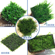 鱼缸懒人水草活体植物淡水有茎草缸造景水族箱中后景绿菊直接沉底 爬地珍珠网片