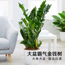 Hodo红豆 栀子花茉莉花苗盆栽阳台卧室庭院客厅金钱树书房发财树办公桌四季常青绿植花卉盆栽盆景 金钱树 约75CM高 ‘含盆’