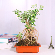 金边六月雪 小盆景盆栽树桩   六月雪提根微盆景  办公桌阳台会开花四季常青绿植花卉 六月雪原装盆发货 含盆