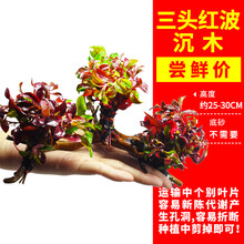 鱼缸水草活体易养懒人真水草 装饰淡水植物沉木水榕水族箱造景石套餐 三头红波沉木