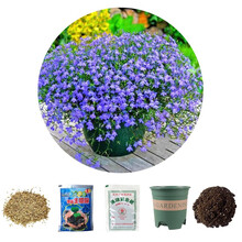 乐子君 勿忘我种子易种四季花草花卉盆栽庭院室内外四季开花不断花种籽子 六倍利200粒+花盆+营养土+肥