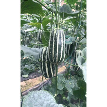 天津德瑞特博洋61甜瓜种子博洋9薄皮杂交香瓜羊角蜜脆甜瓜种子籽 100粒博洋9种子分装