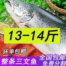 三文鱼整条12-18斤新鲜 冷冻三文鱼整条现杀三文鱼刺身食材 艾黎迪尚 13-14斤