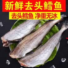 【净重无冰衣】鳕鱼新鲜冷冻无头鱼狭鳕鱼去头明太鱼海鲜深海鱼 花约朵娜 五斤装