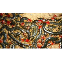 活体红头蜈蚣龙鱼发色饲料/增色增艳饲料/活蜈蚣泡酒 红头黄脚10到13厘米36条