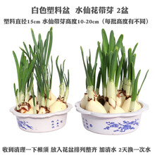 沭之美水仙花种球盆栽水养植物易活室内四季好养客厅办公室花卉绿植礼盒精品特级雕刻水仙花 简盆--水仙带芽2盆
