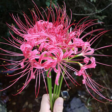 纳格兰 曼陀罗花种子 种球观赏庭院石蒜曼陀罗花曼珠沙华种子新手室内阳台盆栽 彼岸橙心10球+生根粉 其他