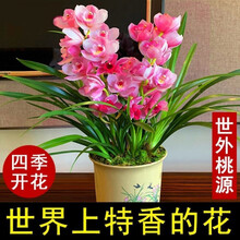 新店开张 超香兰花 兰花苗 室内绿植花卉好养 室外桃源 5苗连体