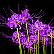 5个种球室内花卉盆栽地栽曼珠沙华种籽石蒜花种子四季开花 彼岸花紫魅【5个种球+肥】 其他