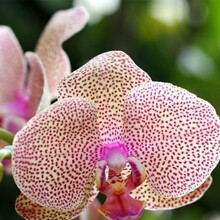 蝴蝶兰花苗盆栽带花苞花剑四季好养客厅餐桌鲜花室内卉绿植物 斑点(3个月开花，买三加一) 不含盆