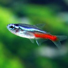 青青自然 红绿灯热带鱼淡水鱼观赏鱼群游鱼小型鱼灯科不群游草缸灯鱼活体 红绿灯10条