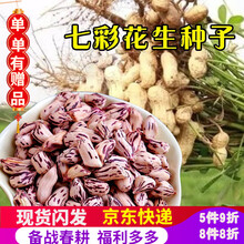 凤鸣雅世 高产紫花生种孑黑花生种子四粒红花生种籽富硒黑花生带壳生的种籽老品种紫皮花生黑粒花生仁种子 七彩花生种子500克