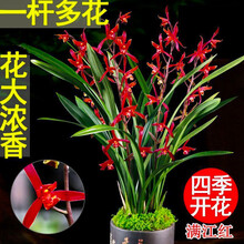 刘阁兰花苗 墨兰红花 胭脂红 夏带浓香花苞出售好养花卉盆栽 满江红4苗连体