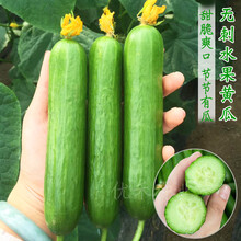传统老黄瓜种子水果蔬菜种籽孑旱黄瓜农家生吃春秋季早熟 无刺水果黄瓜20粒