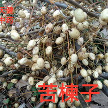 苦楝子中药材苦楝树叶川楝子苦心子楝枣子楝果子土楝子新鲜干货 1000克苦楝树叶鲜货