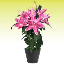 3个重瓣进口百合种球【左家花园】包开花对版顺丰发货庭院阳台盆栽香水百合花种球四季种植球宿根花卉植物 米拉3球 16-17CM