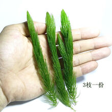 金鱼藻水草书目 金鱼藻水草作品 京东图书