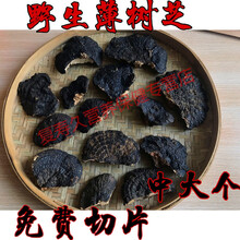 康中尊 薄树芝纯野生灵芝薄盖灵芝 薄树灵芝深山黑芝500g无苦味灵芝