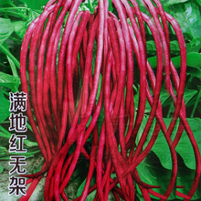 无架红豇豆种子耐热春夏秋季高产红豆角种籽庭院阳台盆栽蔬菜种子 满地红无架豇豆10克原装*2包