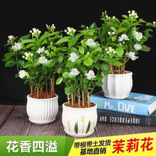 转角花坊 大盆茉莉花盆栽带花苞发货室内花卉植物四季开花不断绿植植物盆栽 G大盆茉莉8-9棵【花期爆满】 不含盆