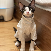 斯芬克斯猫衣服无毛猫衣服斯芬克斯德文柯尼斯阿比冬季薄款婴儿棉线打底内搭 花灰 S码（3斤左右）不退换