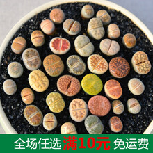 新款 多肉植物组合盆栽 肉肉大株绿植花卉室内含盆带土 紫罗兰 生石花单棵1厘米 1-2CM